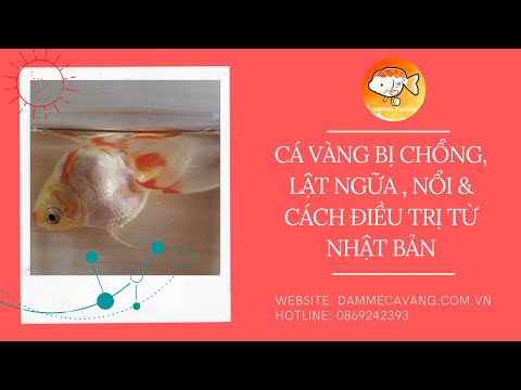 Video: Làm thế nào để biết khi một con chó là cho em bé cuối cùng của nó