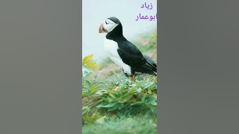 #القرآن_الكريم #الشيخ عبدالباسط #سورة الفلق#في_قصصهم_عبرة #زياد ابوعمار