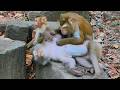 So Funny! Monkey Luna’s Massage is Too Strong for Libby 🐒😂 Gets a Big Reaction