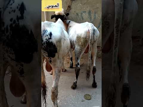 دكرين بقر خليط عالي السعر ١٠٥ الف المكان طالبيه هرم الجيزه للتواصل 01156145108