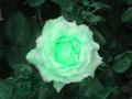 Sami Savni テ奔er トーlham トーle Dテシn Gece Seyrettim Muhammed I Sami Savni テ奔er トーlham トーle Dテシn Gece Seyrettim Muhammed I