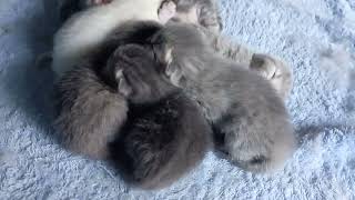 Newborn kittens 😍 Новорождённые котята отдыхают #kittens #scottishfold