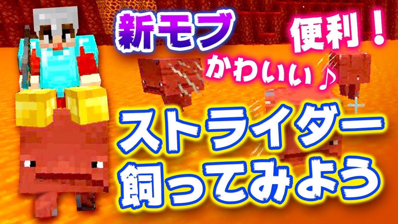 マイクラ1 16 ネザー新モブ ストライダー Strider を飼って マグマの上を歩いてみよう 女性実況 サバイバル マグマプール Youtube