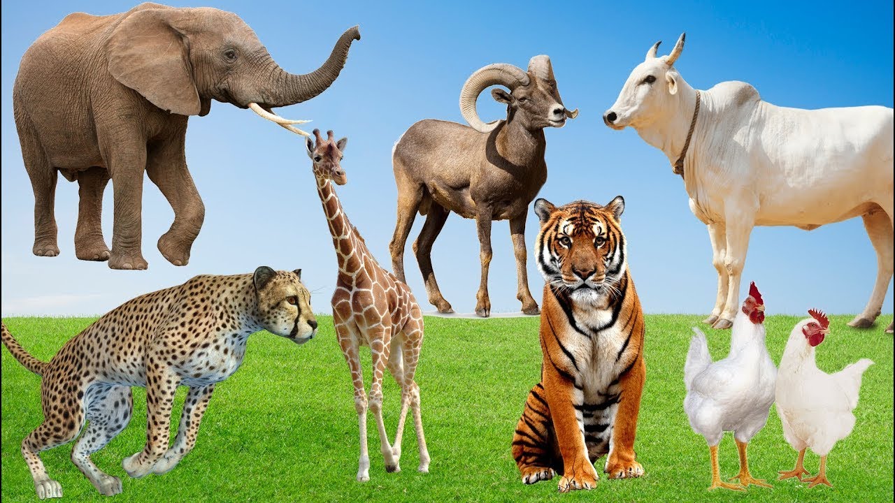 Dihras Animal Cute Domestic Animals, Farm Animals Sounds: Goat, Sheep, Tiger, Leopard ...