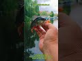 #fishing #fish #shorts 16
