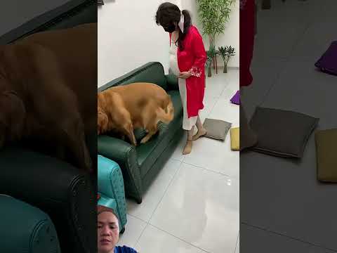 #美女 #cat #funny #dog #shorts #shortvideo #fyp #pets #retreiver #comedy #reactionvideo #short thumbnail
