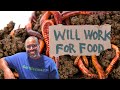 What To Do About LESS FOOD To Feed YOUR Worm Farm