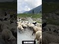 Kashmir tour | Meteor | ladakh | Jammu & Kashmir #meteor #biker #royalenfield