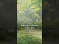 Stream of Young Leaves ─ Lofi Japanese Forest 🌊 #Shorts #music #寝落ち音楽 #relaxingmusic