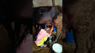 Village Girl Milking Cow Pure Desi Gau Mata Seva & Rural Hard Work