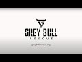 Grey Bull Rescue Short Overview