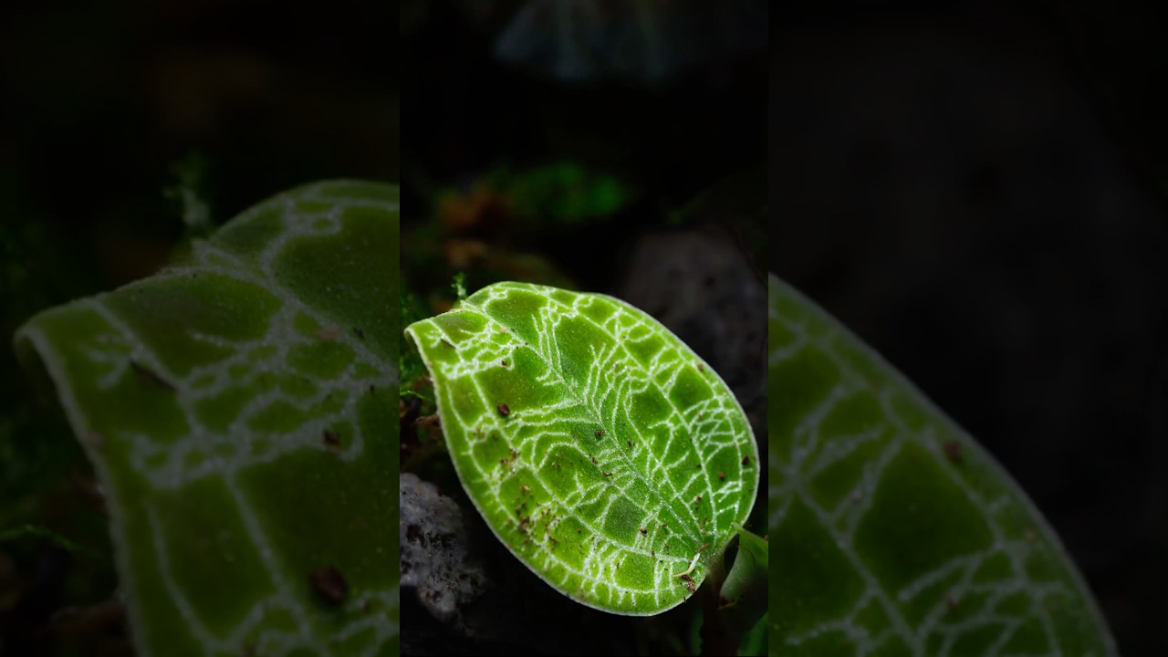 The most stunning mini terrarium! ADA