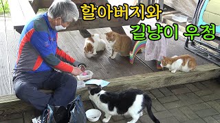 100여마리 고양이 돌보는 한강공원 길고양이 할아버지를 아시나요?  [동행취재]