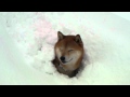 柴犬ジロー 大雪で・・・ Shiba inu