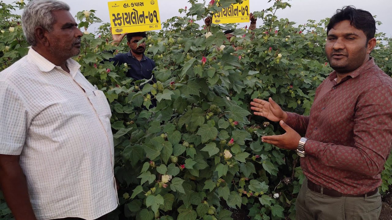 Best cotton variety કપાસ YouTube