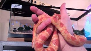 Reptile Collection March 2015