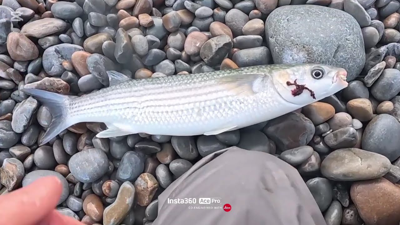 Pesca a fondo con Sardina