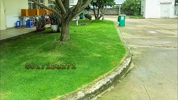 Hoàn thành cắt cỏ và chăm sóc cỏ nhung nhật . 0917183271