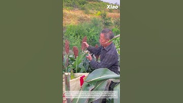 Harvesting Sorghum: Traditional Farming Method using Simple Tools