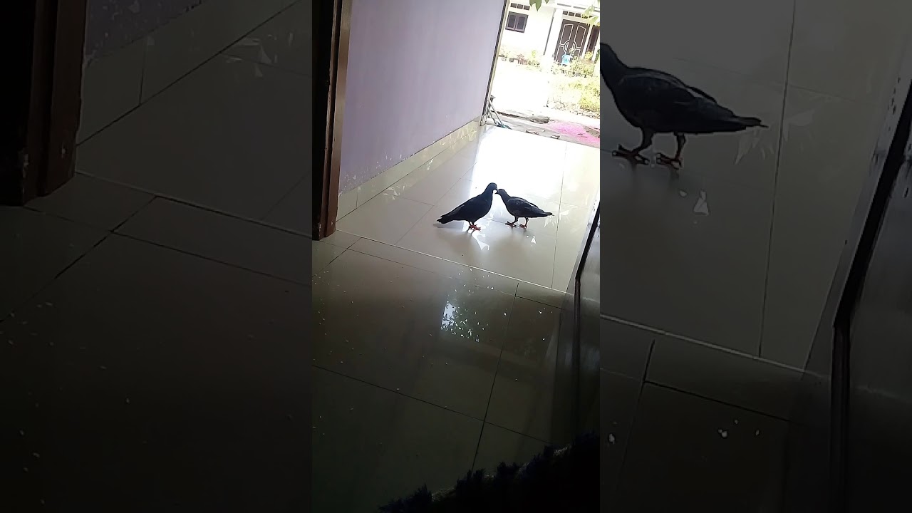 Sepasang burung dara 