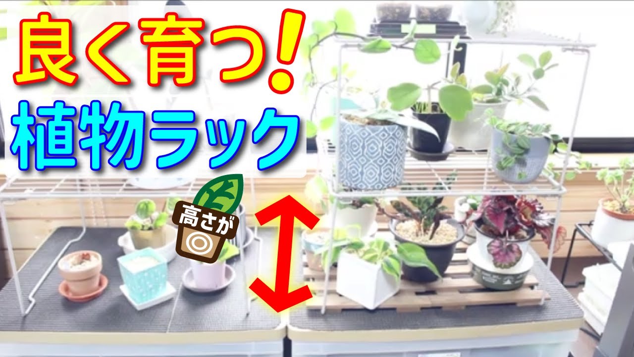 良く育つ植物ラック】光が射す！風通し抜群！積み重ね！折り畳みOK