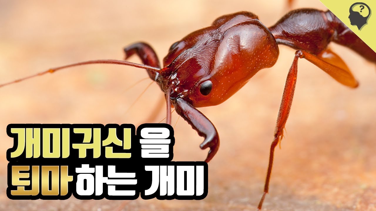 개미귀신과 덫턱개미의 자강두천 이야기