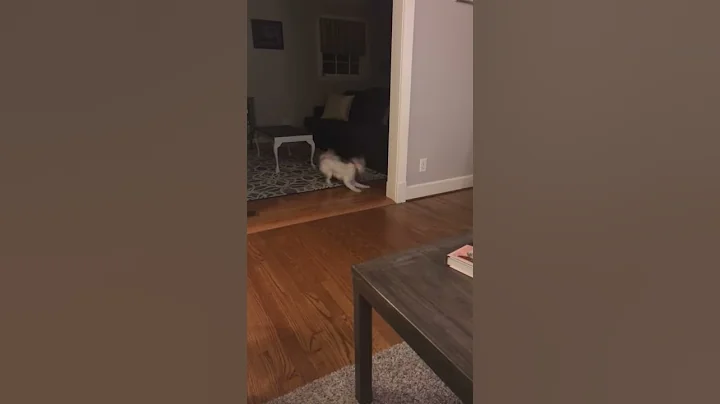 Penny playing with a ghost