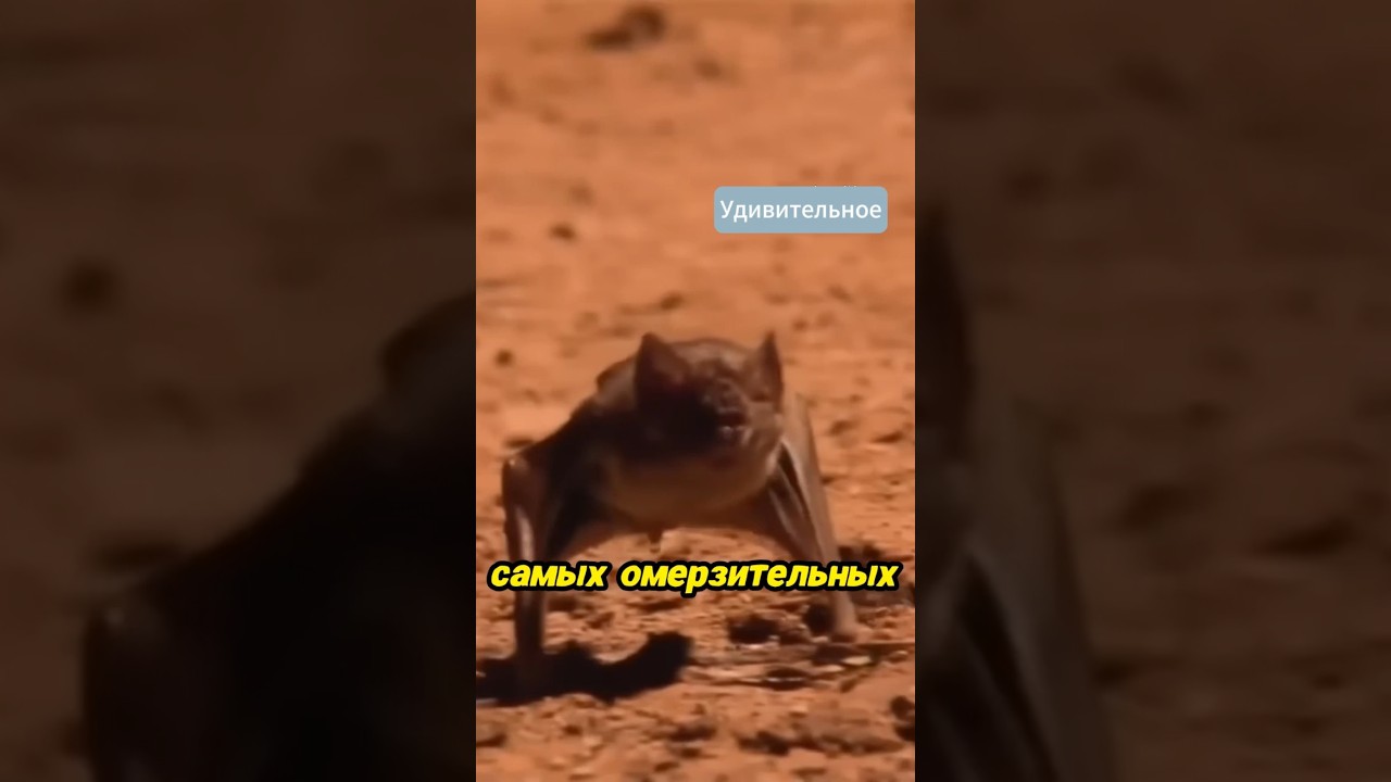 Летающие вампиры существуют! 