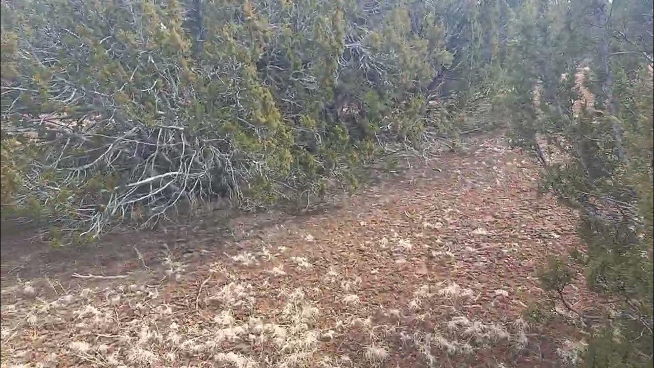 Juniper Trees Removal YouTube