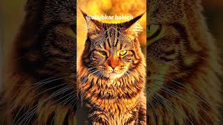 CUTE AI cat evolution! 😽💖