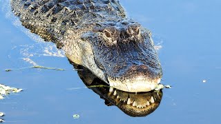 American Alligator up close, swimming underneath the boardwalk