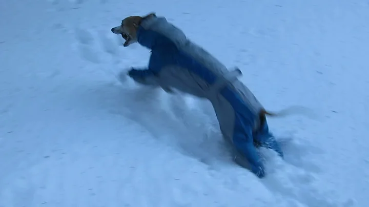 Whippets River and Lali -snow joy