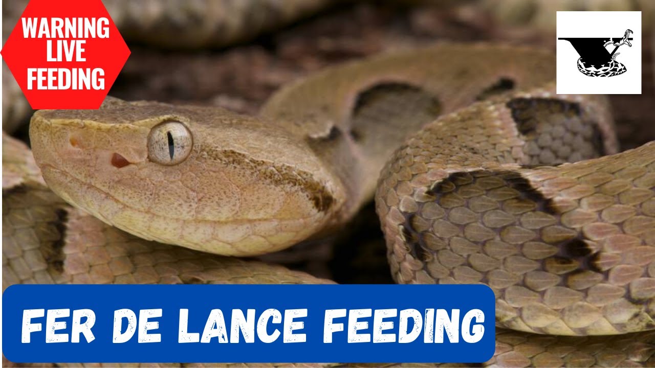 Fer De Lance Snake Feeding Guidelines preview