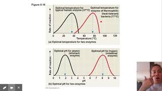 Enzymes - Google Slides