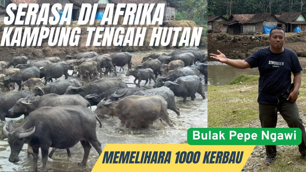 Serasa di Afrika‼️Melihat Lebih Dekat Kampung Kerbau Ngawi ~ Desa yang Unik & Keren di Era Modern