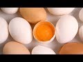 Жовток яйця. Чи впливає він на якість яйця?