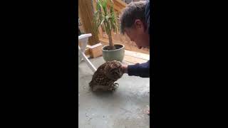 The Affection Of A Barred Owl