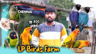 ரூ 800 முதல் | Birds Farm Tour | தமிழ் | For SALES | Chennai | Delivery Available | @GoldenFarmingg