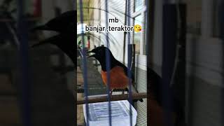 TERAKTOR,mb banjr sisian mewah#sorotanpublik #kicaumania #muraiborneogacor #kalbar