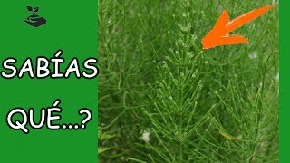 ALL about the PONETAIL 🌿🐴. PROPERTIES and WHAT IT'S FOR.