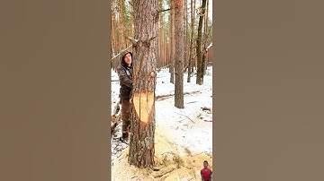 The lumberjack has many years of experience cutting down trees with ease and beauty #machine