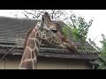 キリン🦒可愛い❤ Cute giraffe #245【Cute animal videos】