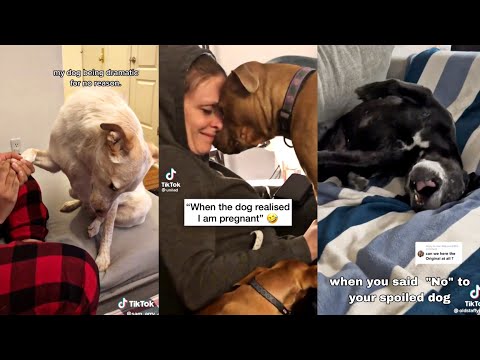 वीडियो: सीवर में जीवन से बचाया कुत्ता एक बदलाव और एक दूसरा मौका मिलता है