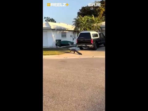 Pizza Delivery Goes South by Florida Gator