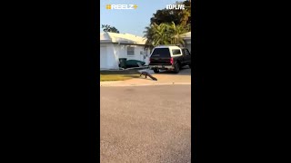 Pizza Delivery Goes South by Florida Gator