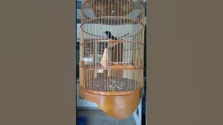 MURAI KEPALA PUTIH vs POKSAY HONGKONG PIPI PUTIH || sp paling kuat?