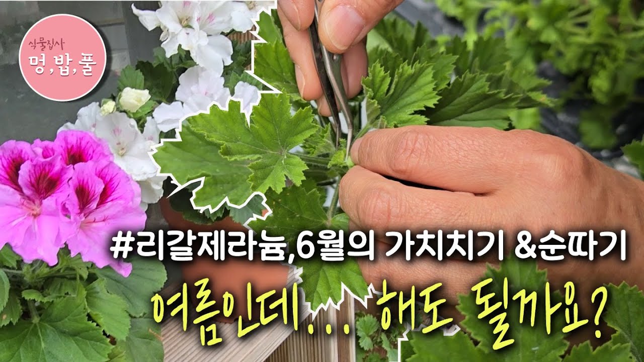 리갈제라늄, 6월 초여름 가지치기&삽목 #리갈여름가지치기 #리갈여름삽목