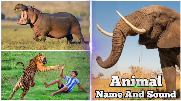 Surprise Eggs Wildlife Toys | Learn Wild Animals & Animal Sounds | ChuChu TV Surprise For Kids