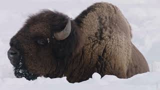 Reconnect With Nature - Earth Hour San Diego Zoo Wildlife Alliance