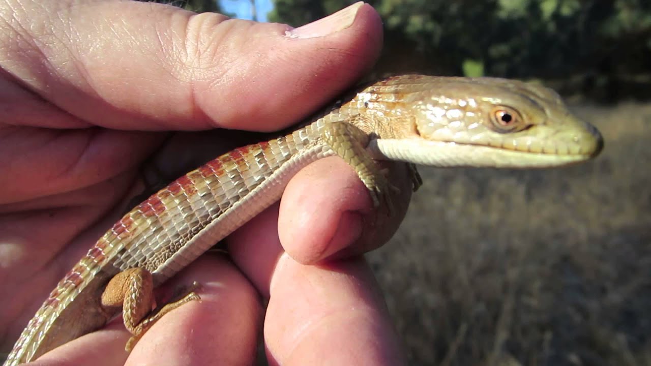 rat snakes in alabama Brian Gundy Catches Alligator Lizard While Herping In Santa Cruz Mountainsnts